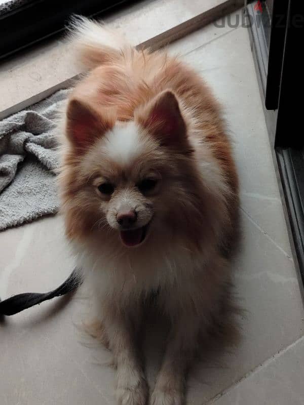 Pomeranian Male 1