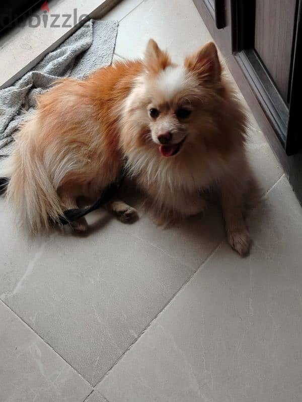 Pomeranian Male 2