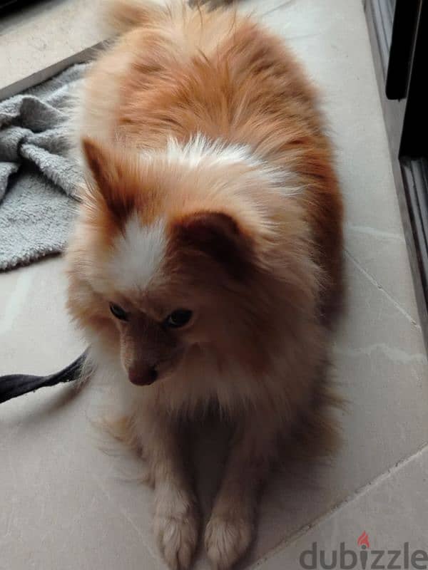 Pomeranian Male 4