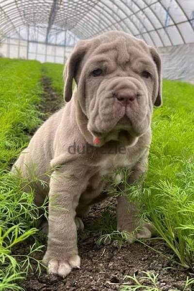 Neapolitan Mastiff Dog For Sale From Europe With All Documents