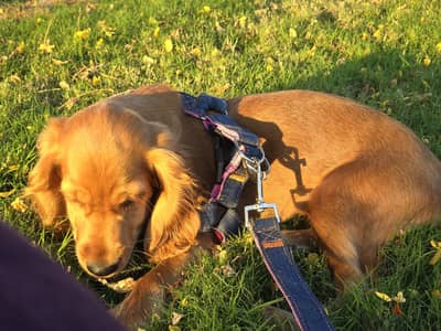 Female Cocker Spaniel