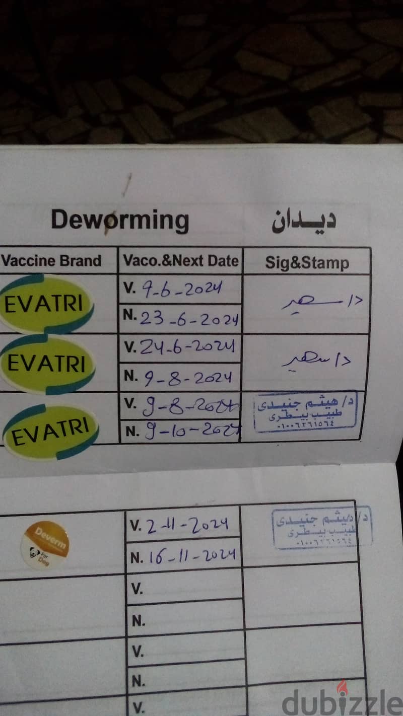 جرو جيرمن ٦شهور  لونج هير واخد تحصينات كامله 2