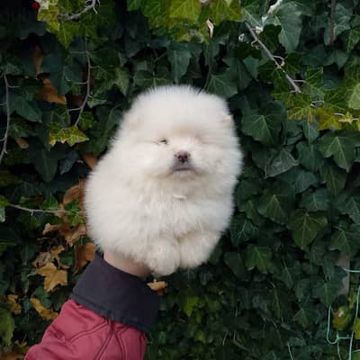 Pomeranian