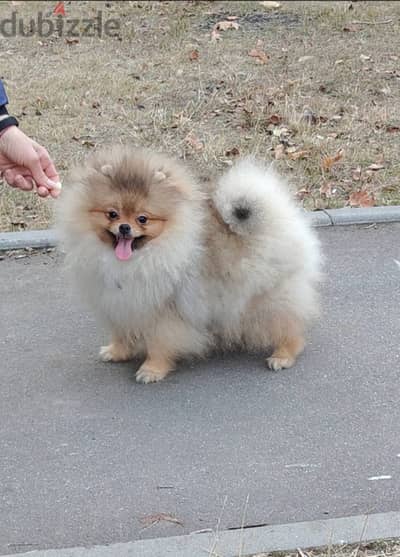 Pomeranian