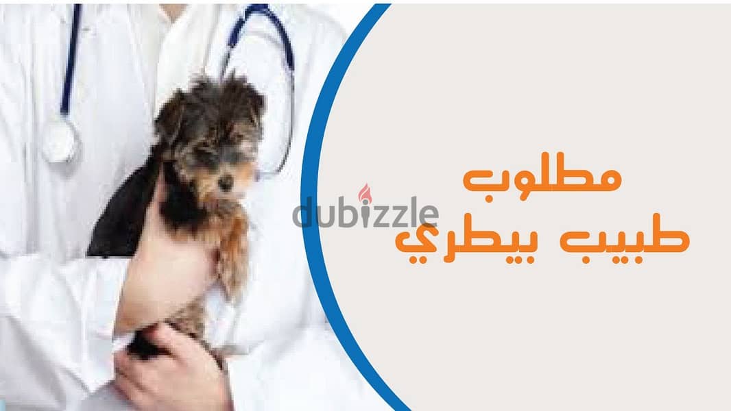 مطلوب طبيب بيطري خبرة في الماشية 0