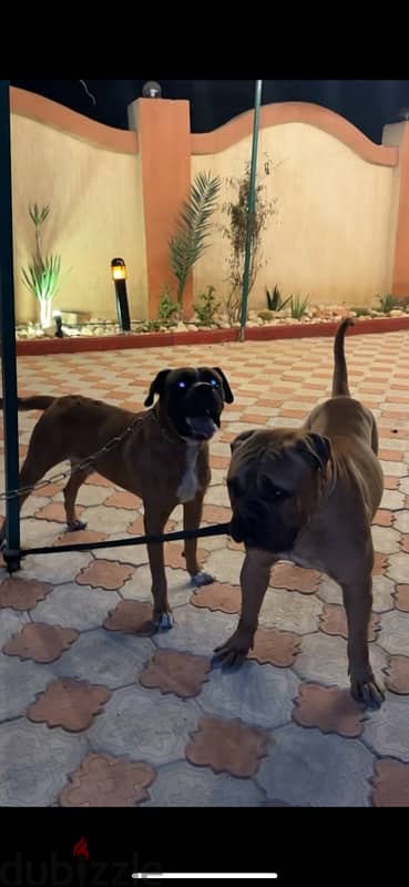 mastiffs