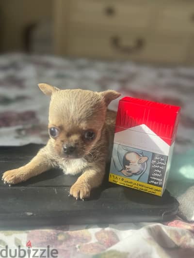 Chihuahua teacup size