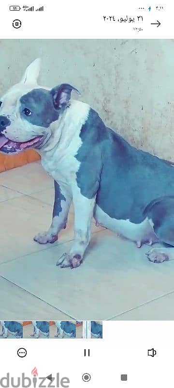 Fmale American bully 1