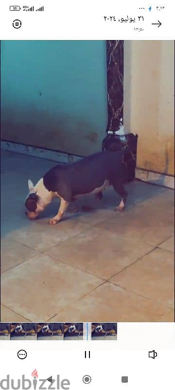 Fmale American bully 2