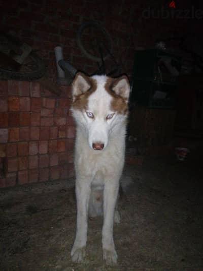 One year old husky dog