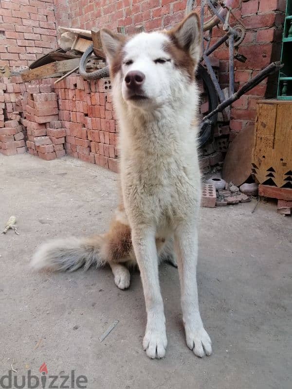 One year old husky dog 1