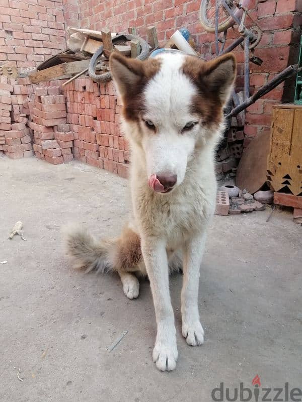 One year old husky dog 2