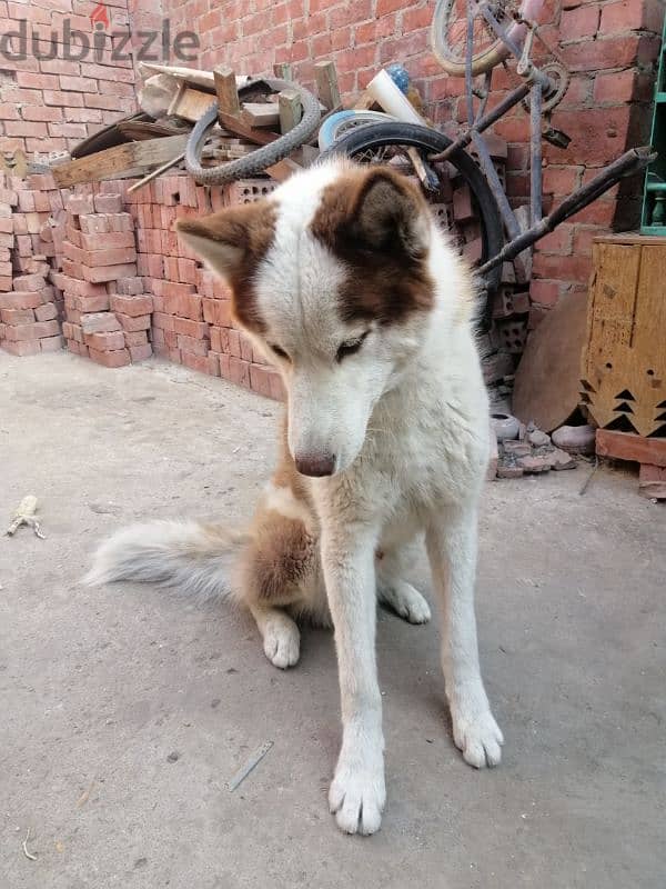 One year old husky dog 3