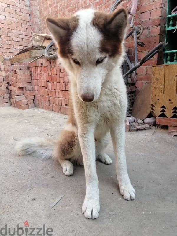 One year old husky dog 4