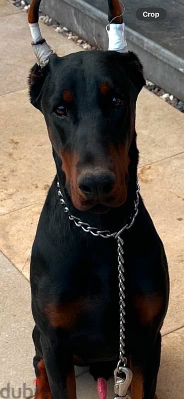 doberman 1