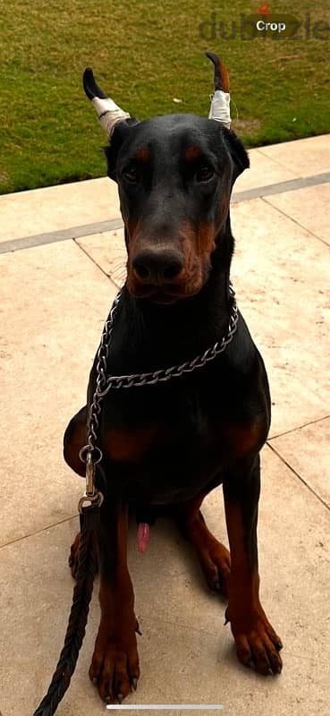 doberman 2