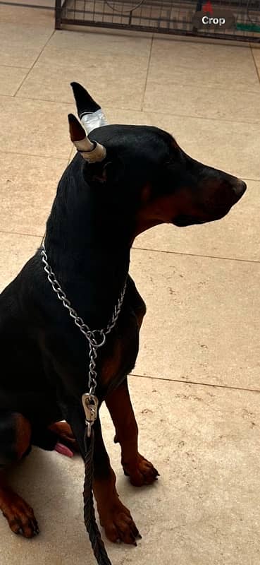 doberman 3