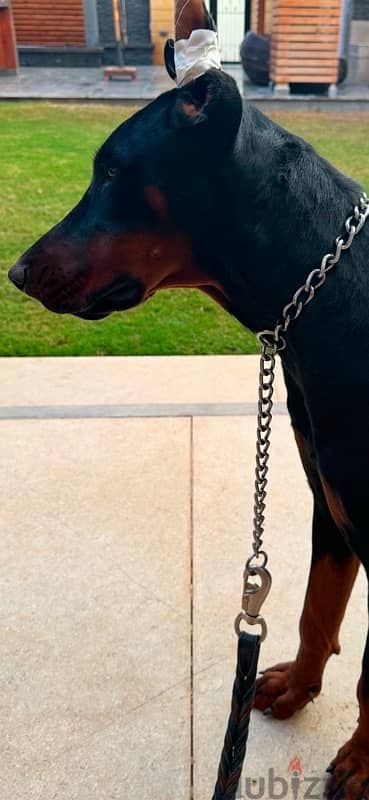 doberman 5