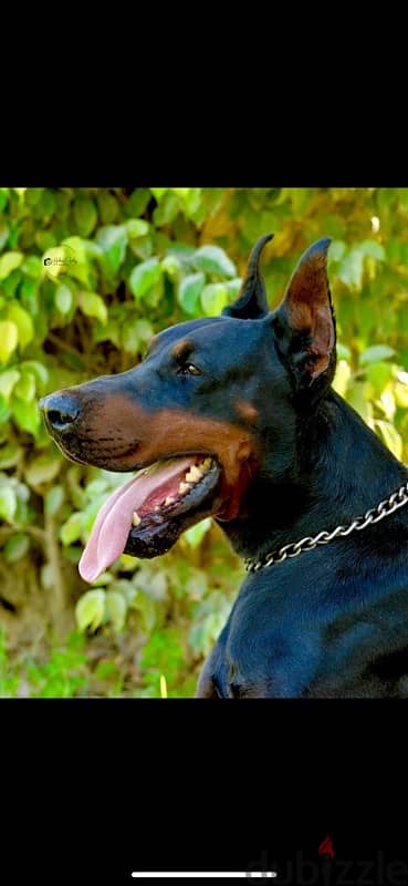 doberman 6