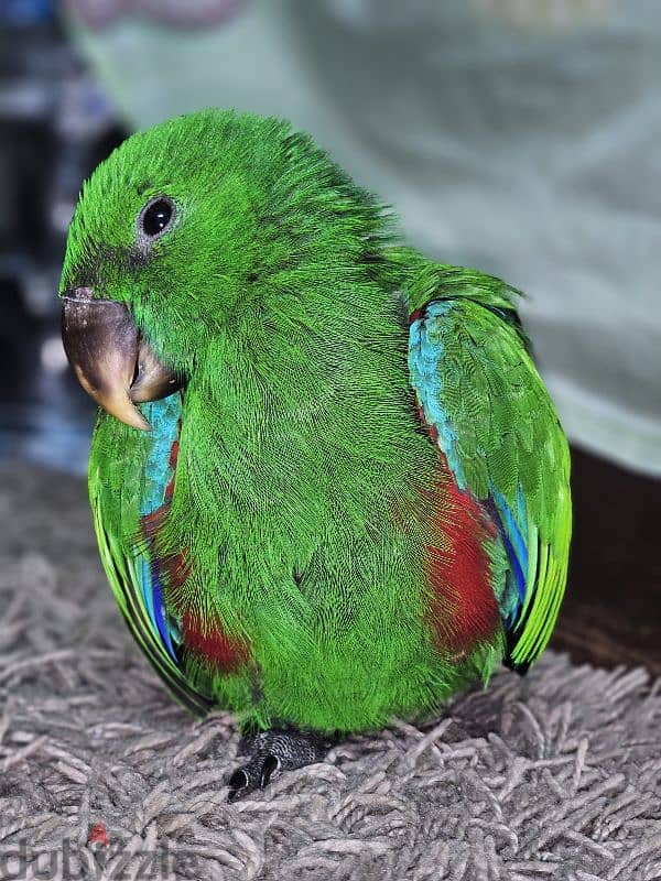 بغبغان / ببغاء اكليكتوس فرخ تأكيل يدوي parrot eclectus متكلم 0