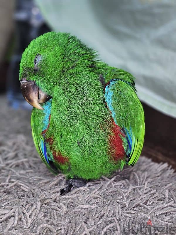 بغبغان / ببغاء اكليكتوس فرخ تأكيل يدوي parrot eclectus متكلم 1