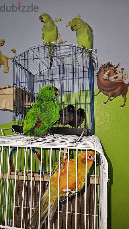 بغبغان / ببغاء اكليكتوس فرخ تأكيل يدوي parrot eclectus متكلم 2