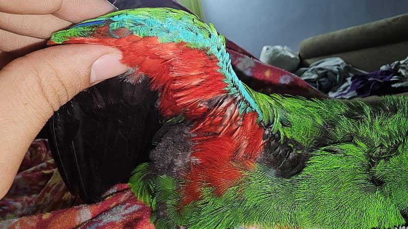 بغبغان / ببغاء اكليكتوس فرخ تأكيل يدوي parrot eclectus متكلم 3