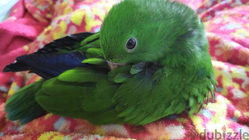 بغبغان / ببغاء اكليكتوس فرخ تأكيل يدوي parrot eclectus متكلم 4