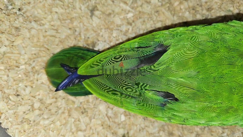 بغبغان / ببغاء اكليكتوس فرخ تأكيل يدوي parrot eclectus متكلم 6