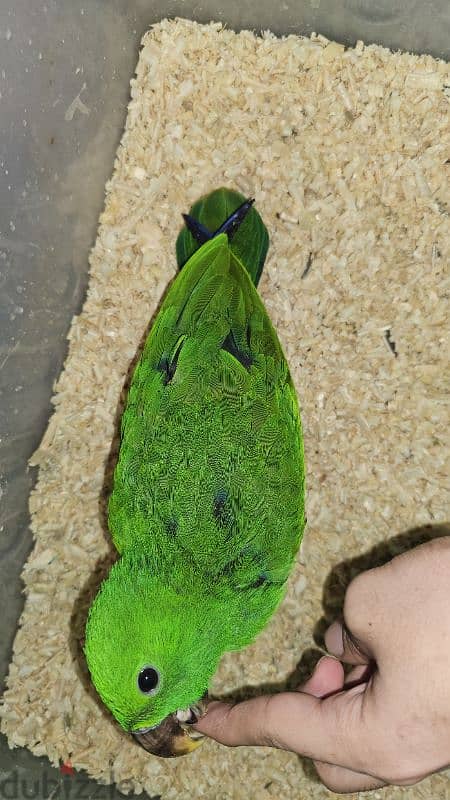 بغبغان / ببغاء اكليكتوس فرخ تأكيل يدوي parrot eclectus متكلم 7