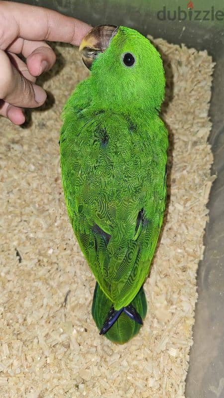 بغبغان / ببغاء اكليكتوس فرخ تأكيل يدوي parrot eclectus متكلم 8