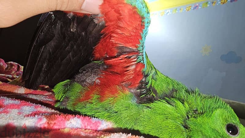 بغبغان / ببغاء اكليكتوس فرخ تأكيل يدوي parrot eclectus متكلم 9