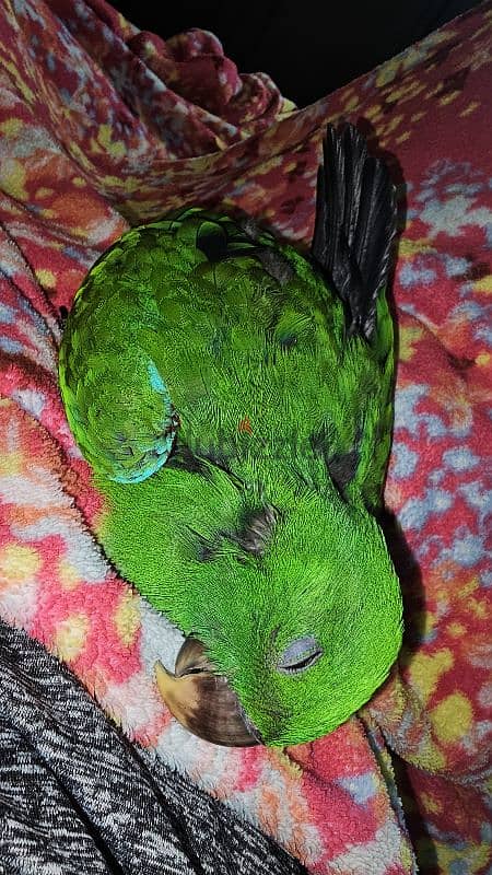 بغبغان / ببغاء اكليكتوس فرخ تأكيل يدوي parrot eclectus متكلم 10