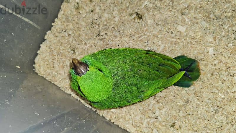 بغبغان / ببغاء اكليكتوس فرخ تأكيل يدوي parrot eclectus متكلم 11