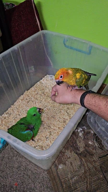 بغبغان / ببغاء اكليكتوس فرخ تأكيل يدوي parrot eclectus متكلم 12