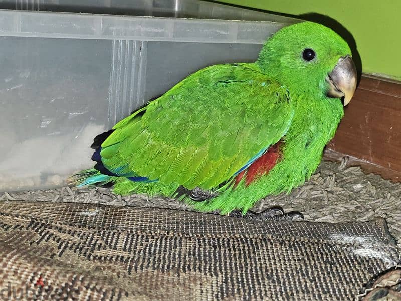 بغبغان / ببغاء اكليكتوس فرخ تأكيل يدوي parrot eclectus متكلم 13