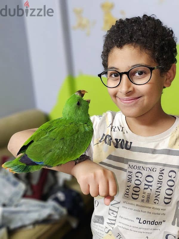 بغبغان / ببغاء اكليكتوس فرخ تأكيل يدوي parrot eclectus متكلم 14