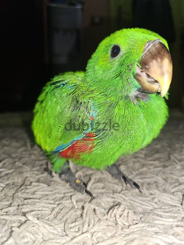 بغبغان / ببغاء اكليكتوس فرخ تأكيل يدوي parrot eclectus متكلم 15