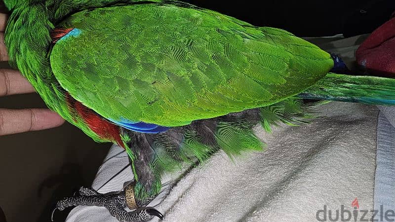 بغبغان / ببغاء اكليكتوس فرخ تأكيل يدوي parrot eclectus متكلم 16