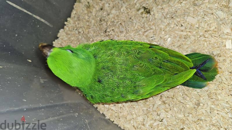 بغبغان / ببغاء اكليكتوس فرخ تأكيل يدوي parrot eclectus متكلم 17