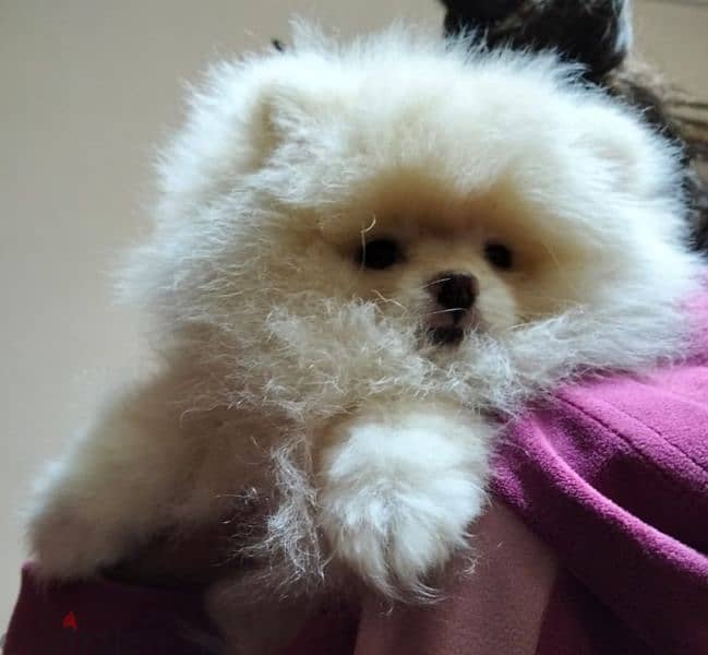 بامورينيان  pomeranian 0