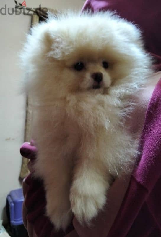 بامورينيان  pomeranian 1