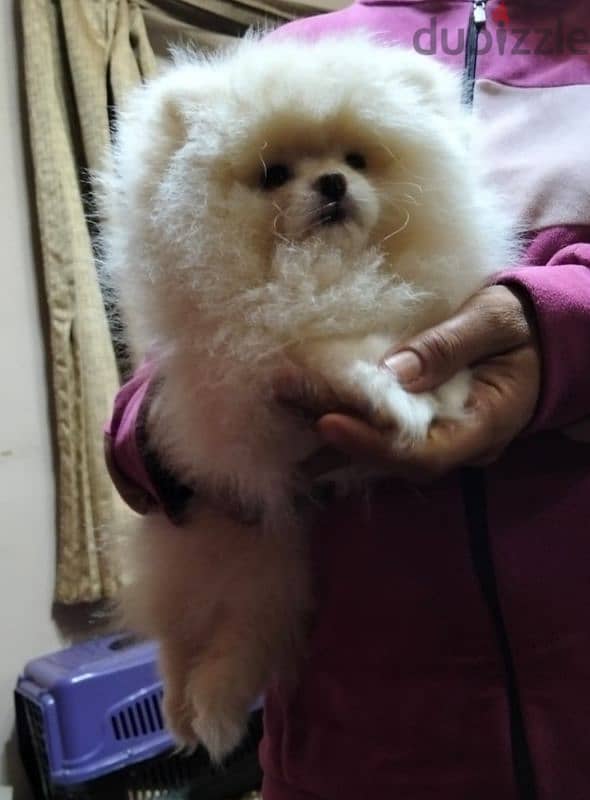 بامورينيان  pomeranian 2