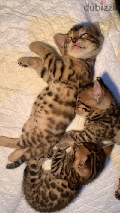 bengal baby cats broun ,