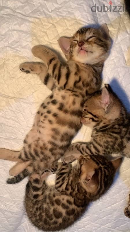 bengal baby cats broun , 0