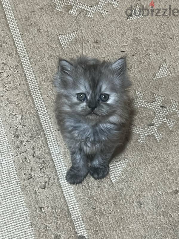 Male and Female Half british Half Persian 1