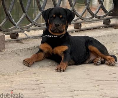 Rottweiler