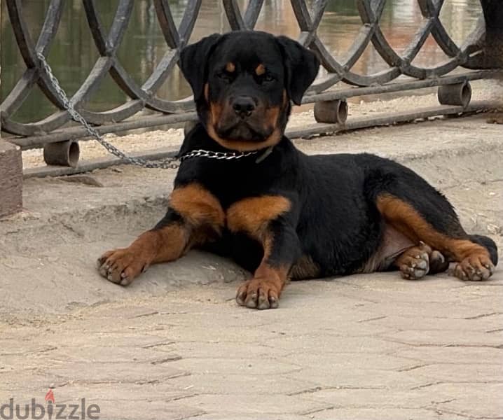 Rottweiler 0