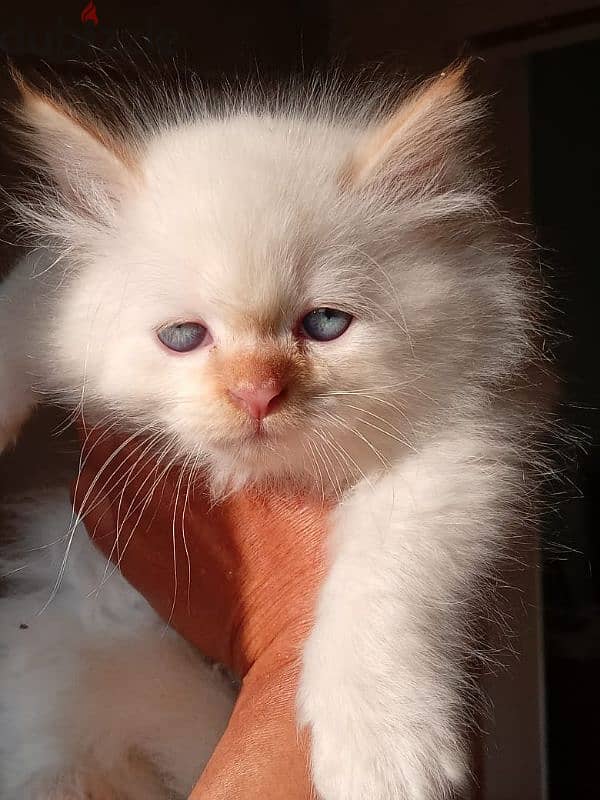 Himalayan Kitten 0