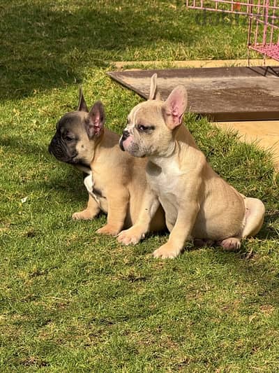 French bulldogs